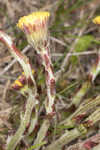 Coltsfoot